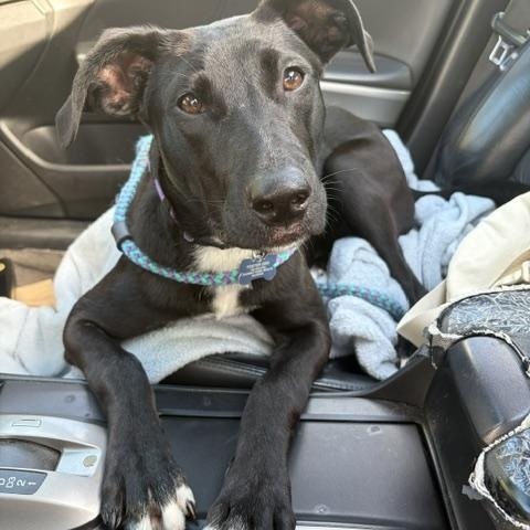 Enlarge Daphne, a Adoptable mixed breed in Cumberland, RI image 6/6