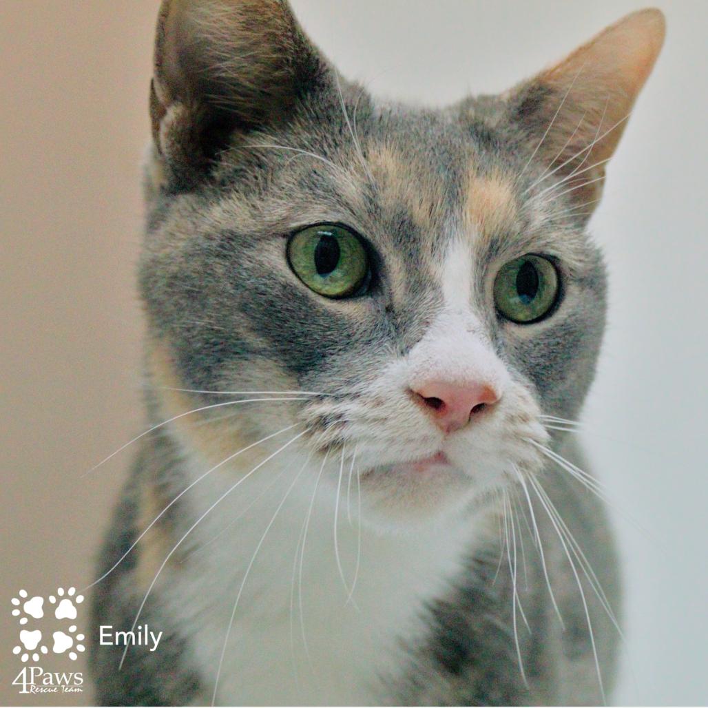 Enlarge Emily DCStray, a Adoptable Domestic Short Hair in Merrifield, VA image 1/6
