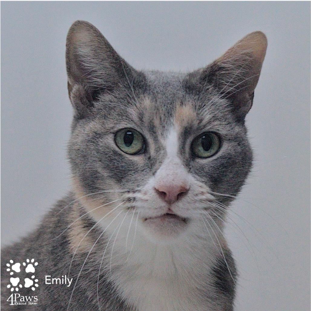 Enlarge Emily DCStray, a Adoptable Domestic Short Hair in Merrifield, VA image 2/6