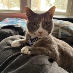Enlarge Emily DCStray, a Adoptable Domestic Short Hair in Merrifield, VA image 3/6