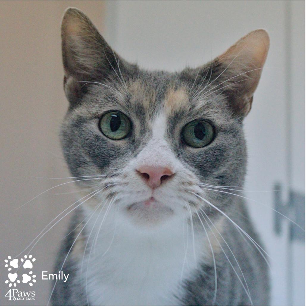 Enlarge Emily DCStray, a Adoptable Domestic Short Hair in Merrifield, VA image 4/6