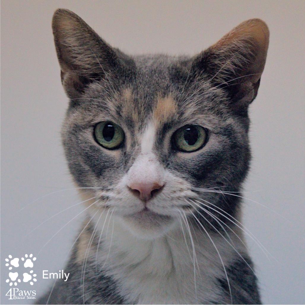 Enlarge Emily DCStray, a Adoptable Domestic Short Hair in Merrifield, VA image 5/6