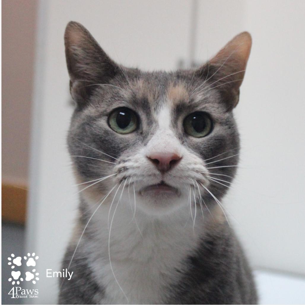 Enlarge Emily DCStray, a Adoptable Domestic Short Hair in Merrifield, VA image 6/6