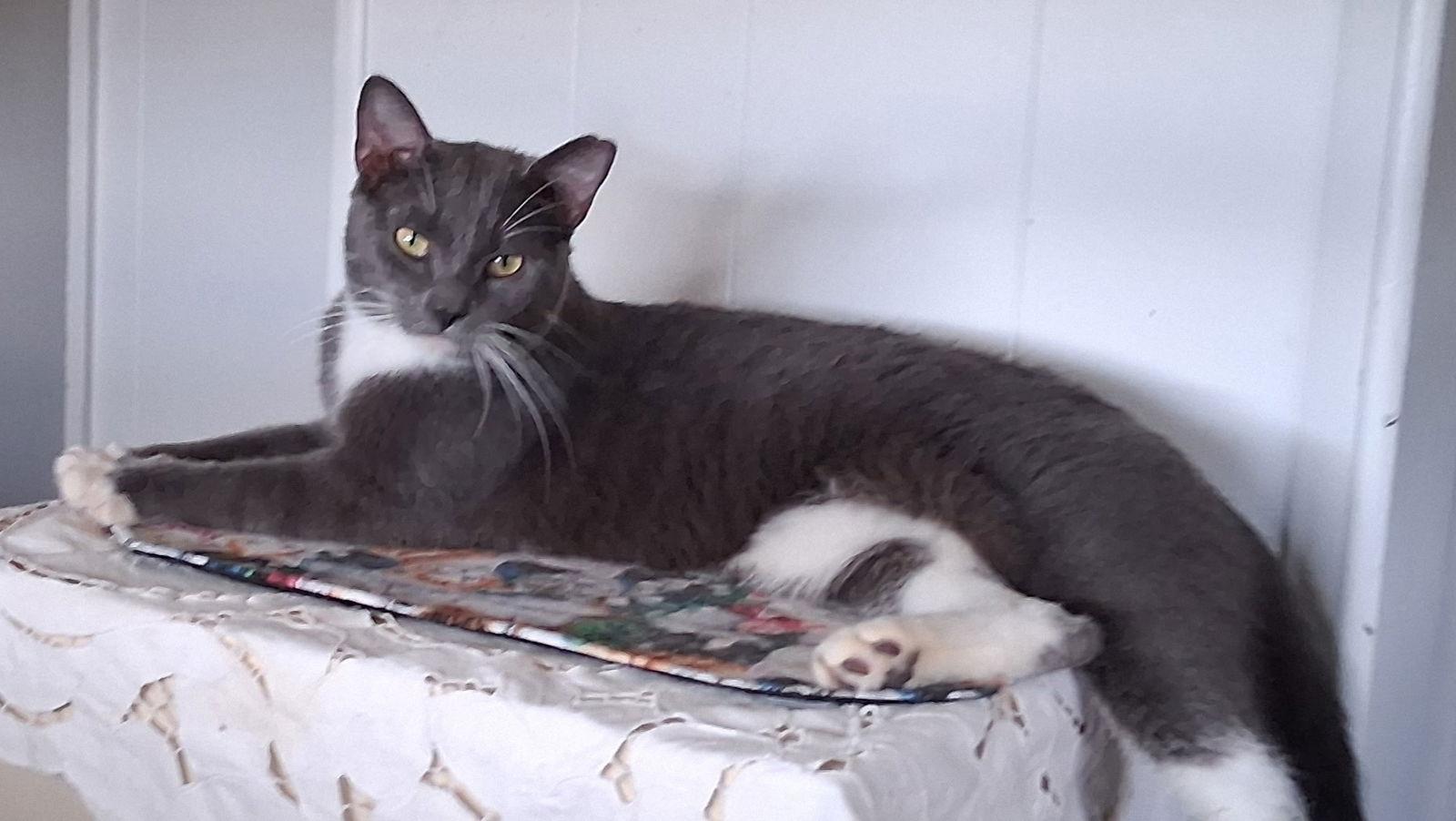 Simba, Adoptable, Adult Male Domestic Short Hair.