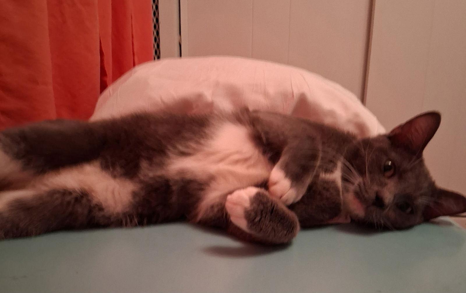 Enlarge Simba, a Adoptable Domestic Short Hair in Land O Lakes, FL image 2/3