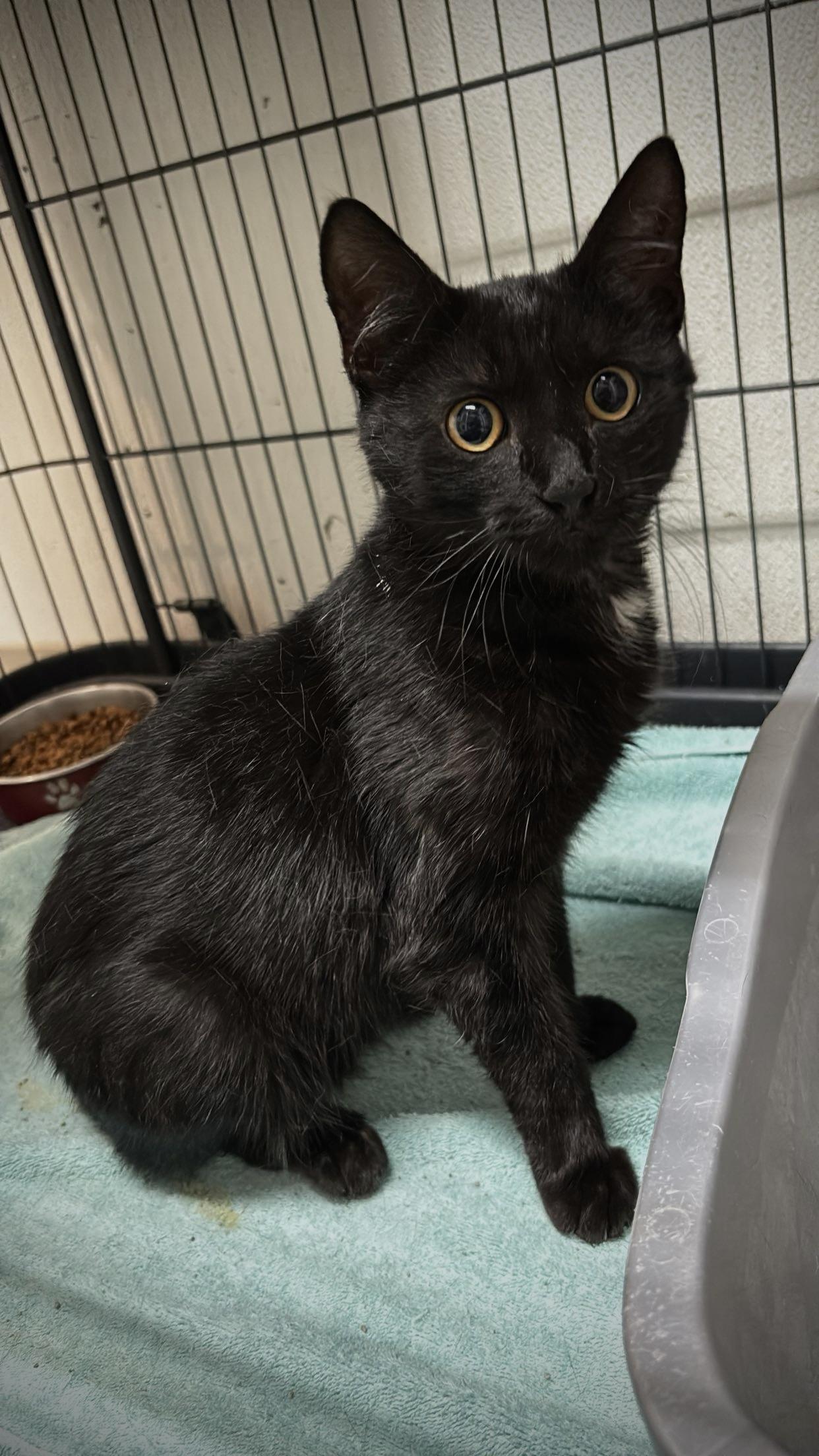 Zoe, ADOPTABLE, Young Female Domestic Short Hair.