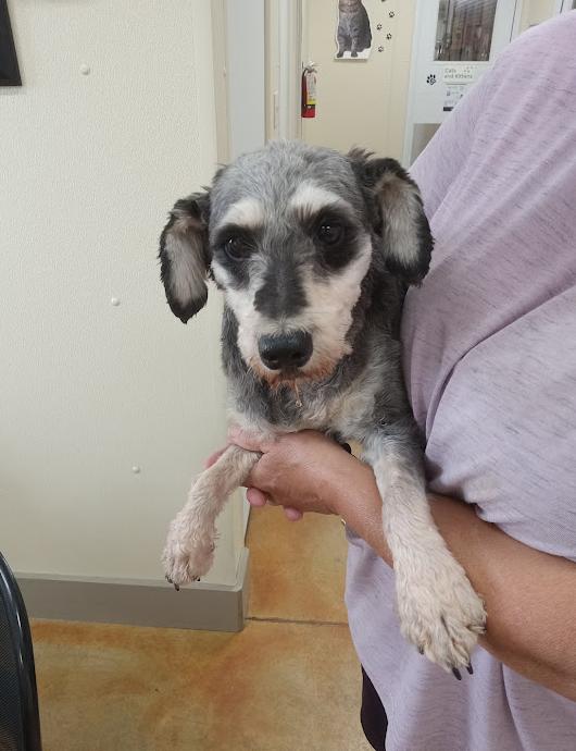 Butterfinger (no more applications), Adopted, Adult Female Schnauzer.