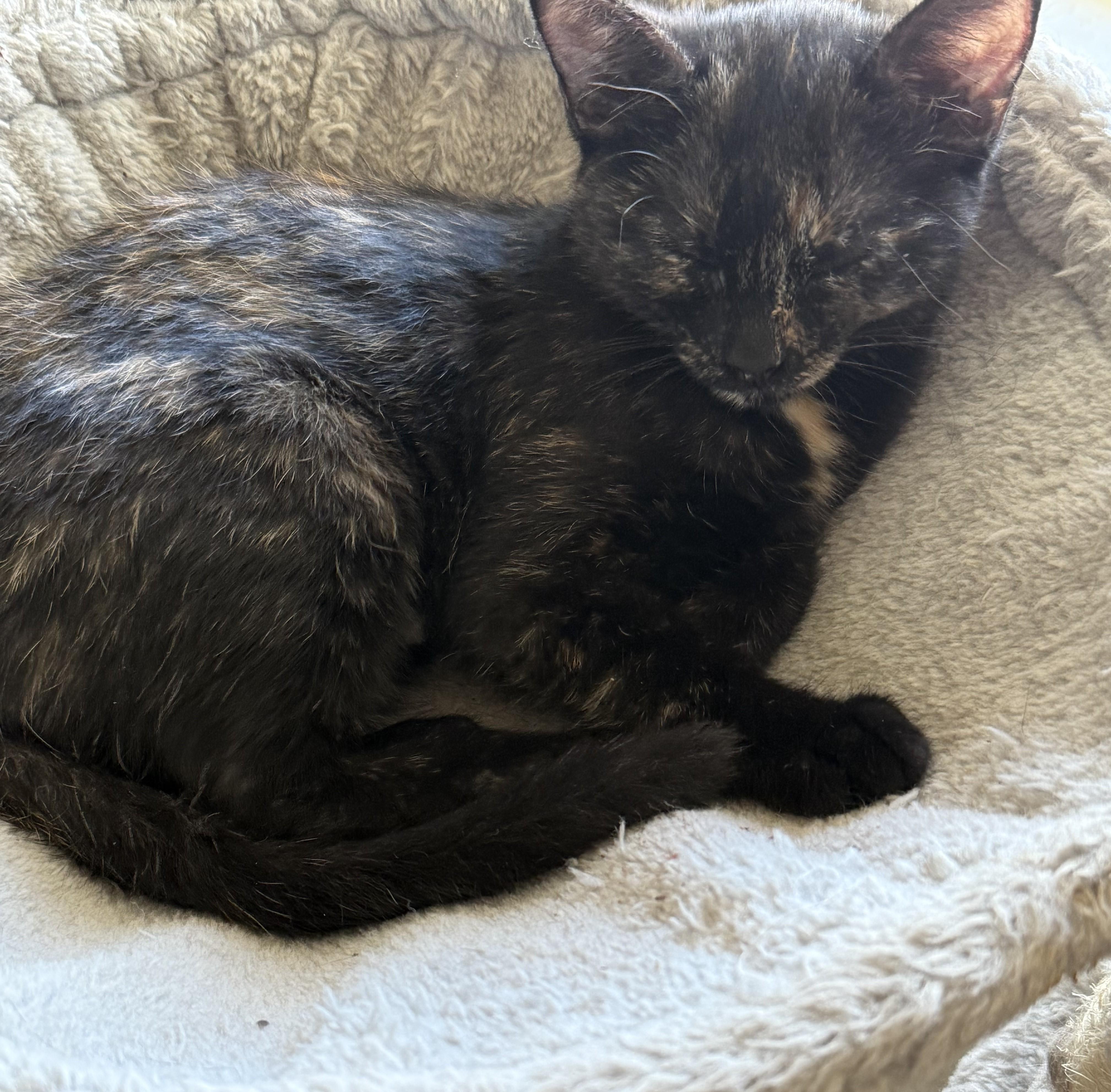 Sasha – The Snuggly Tortie