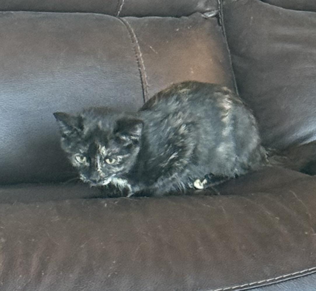 Sasha – The Snuggly Tortie