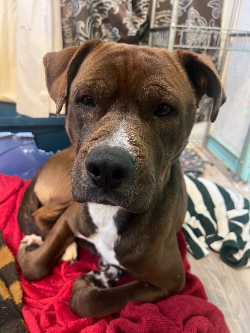 Enlarge Brutus, a Adoptable Mixed Breed in Thomasville, AL image 1/4