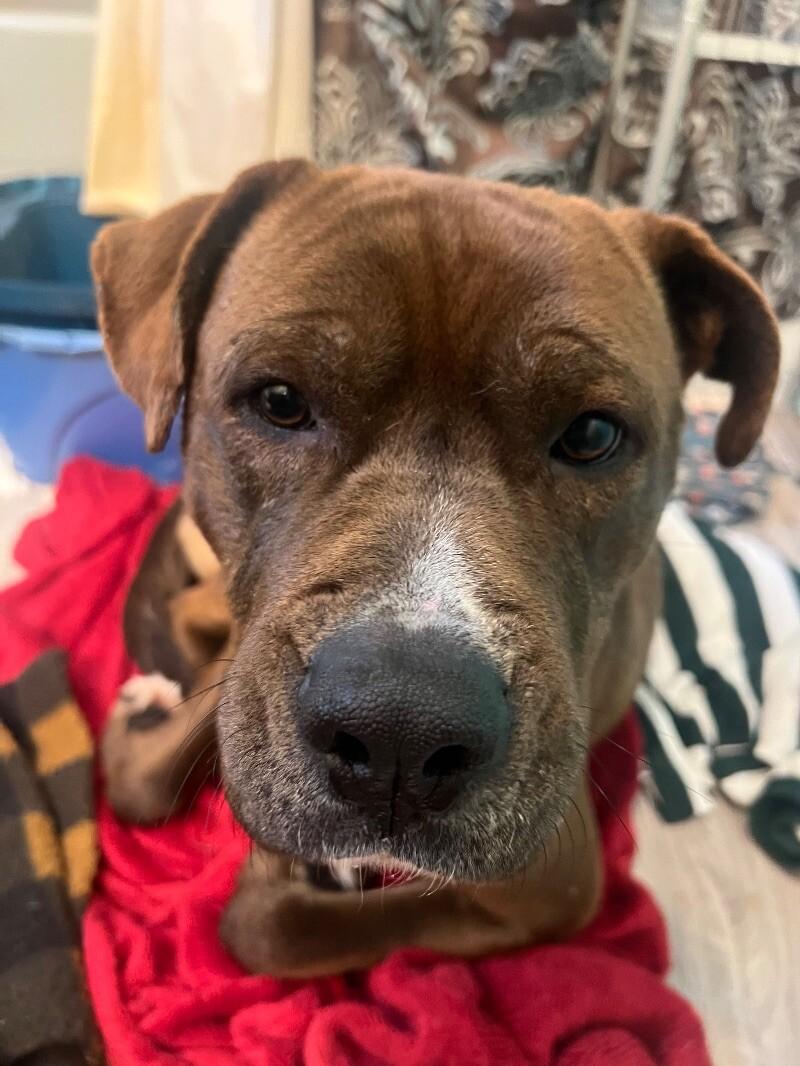 Enlarge Brutus, a Adoptable Mixed Breed in Thomasville, AL image 2/4