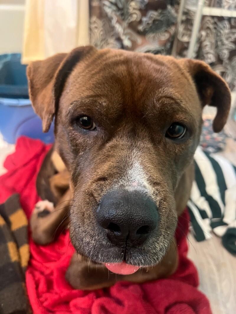 Enlarge Brutus, a Adoptable Mixed Breed in Thomasville, AL image 4/4