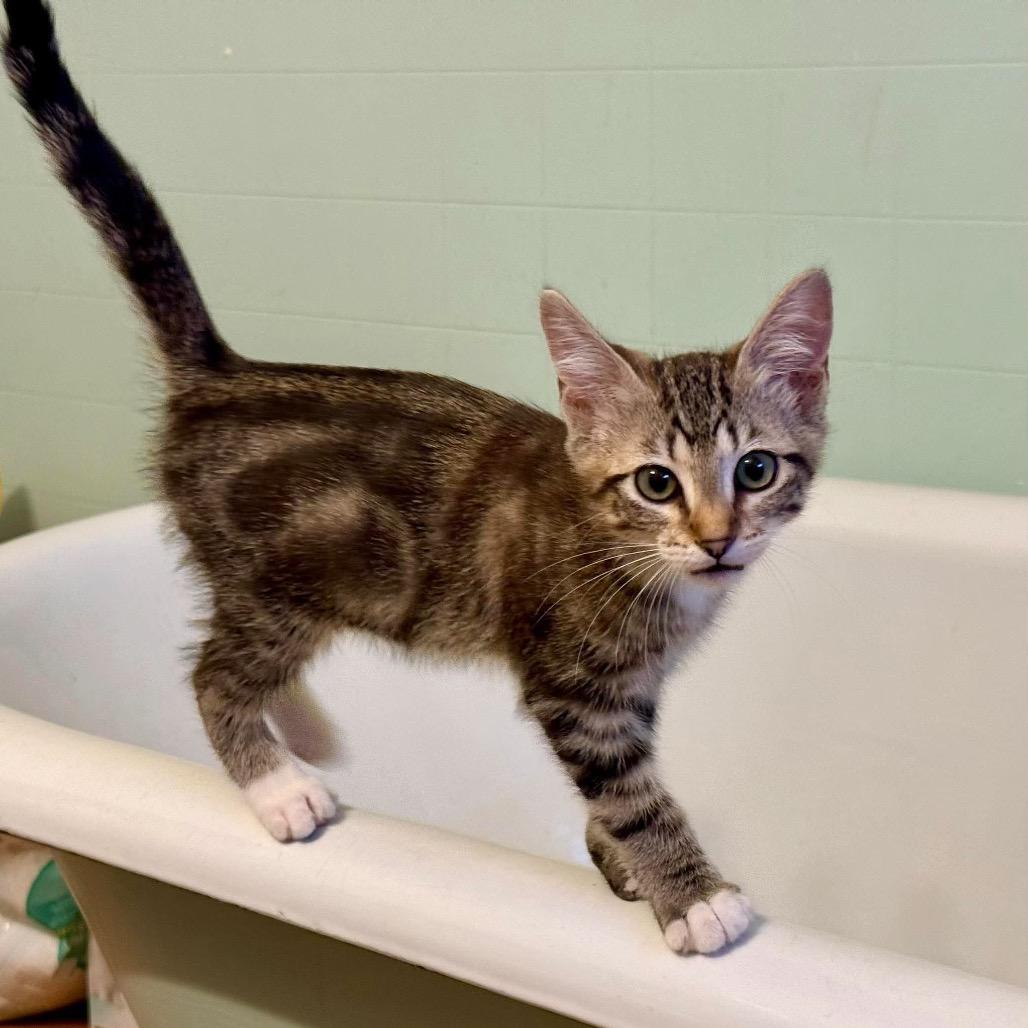 Enlarge Trick, a Adoptable Domestic Short Hair in Ferndale, WA image 1/3