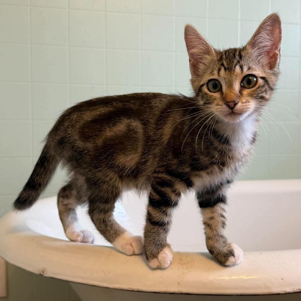 Enlarge Trick, a Adoptable Domestic Short Hair in Ferndale, WA image 2/3