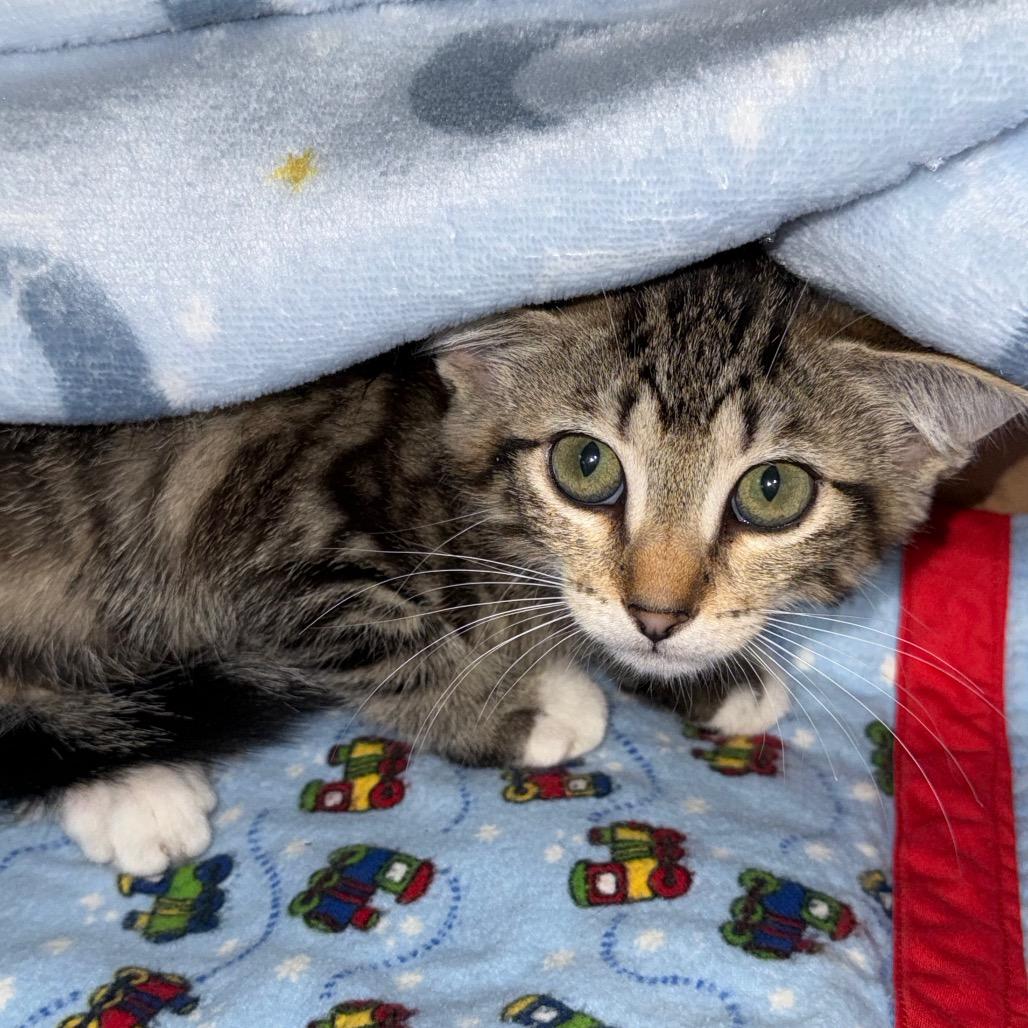 Enlarge Trick, a Adoptable Domestic Short Hair in Ferndale, WA image 3/3