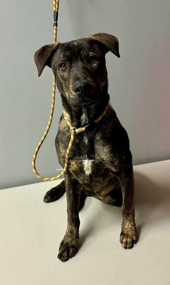 Sundance, Adoptable, Adult Male Labrador Retriever & Plott Hound.