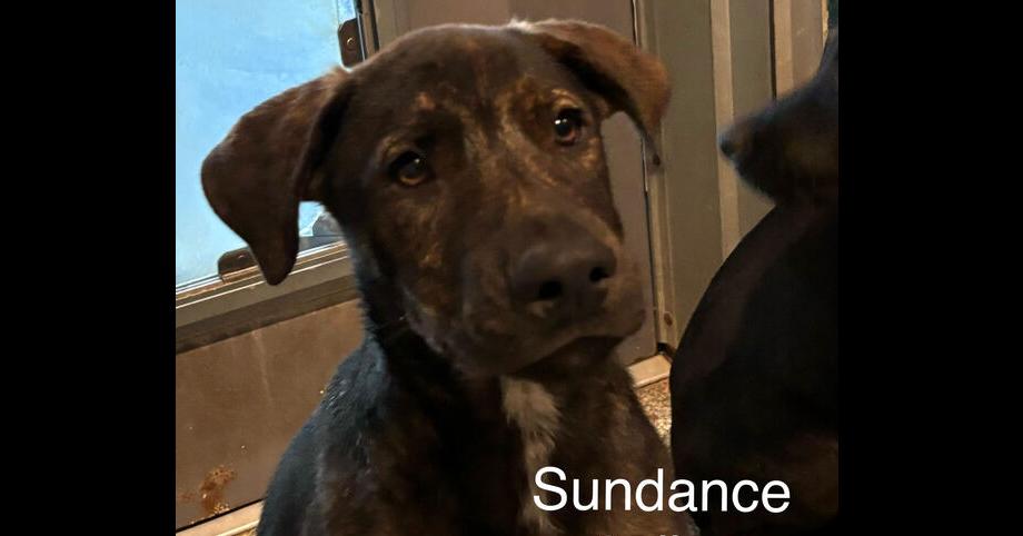 Enlarge Sundance, a Adoptable mixed breed in Bartlesville, OK image 2/2