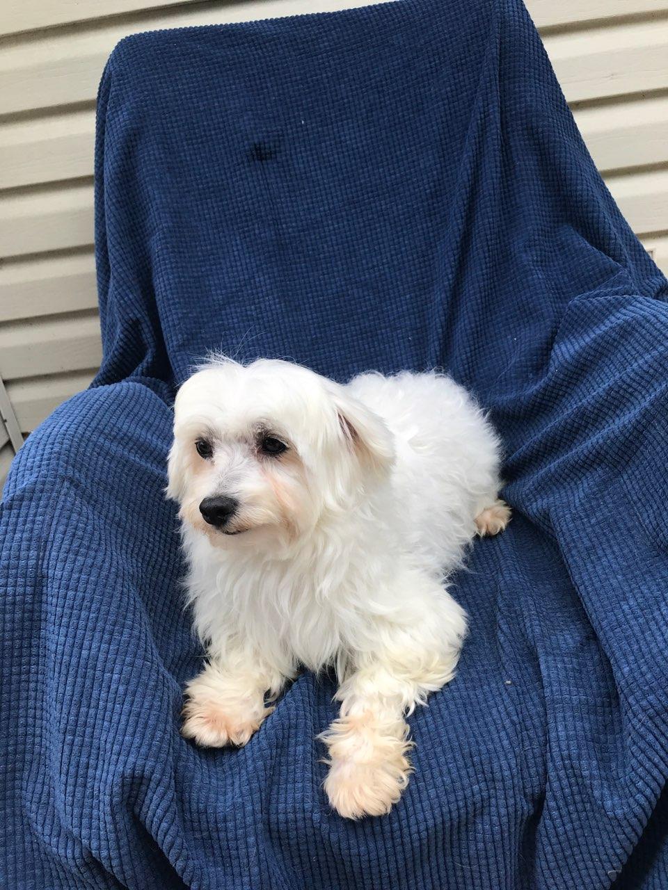Enlarge Jackson, a ADOPTABLE Lhasa Apso in Franklin, TN image 3/3