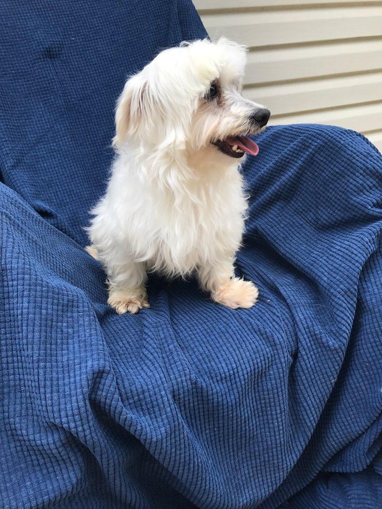 Enlarge Jackson, a ADOPTABLE Lhasa Apso in Franklin, TN image 2/3
