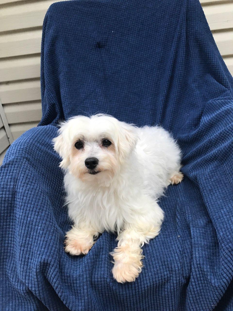 Jackson, ADOPTABLE, Adult Male Lhasa Apso.