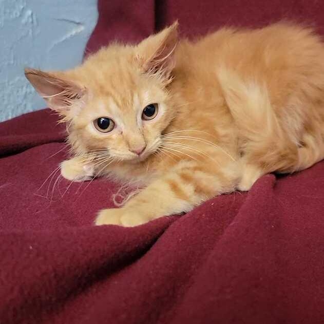 Felicity, adopted, Kitten Female Domestic Medium Hair.