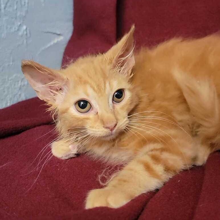Enlarge Felicity, an adopted Domestic Medium Hair in Valdosta, GA image 3/3