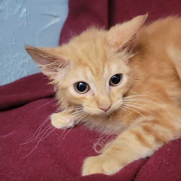 Enlarge Felicity, an adopted Domestic Medium Hair in Valdosta, GA image 2/3