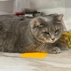 Mimi Rockbridge, a Adoptable Domestic Short Hair in Merrifield, VA image 1/2