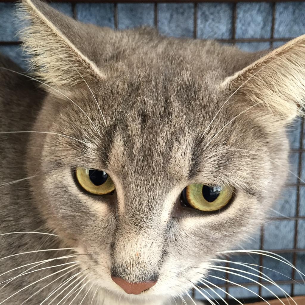 Enlarge Mimi Rockbridge, a Adoptable Domestic Short Hair in Merrifield, VA image 1/1