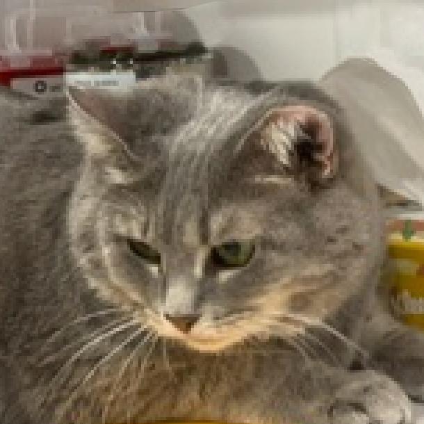 Mimi Rockbridge, a Adoptable Domestic Short Hair in Merrifield, VA image 2/2