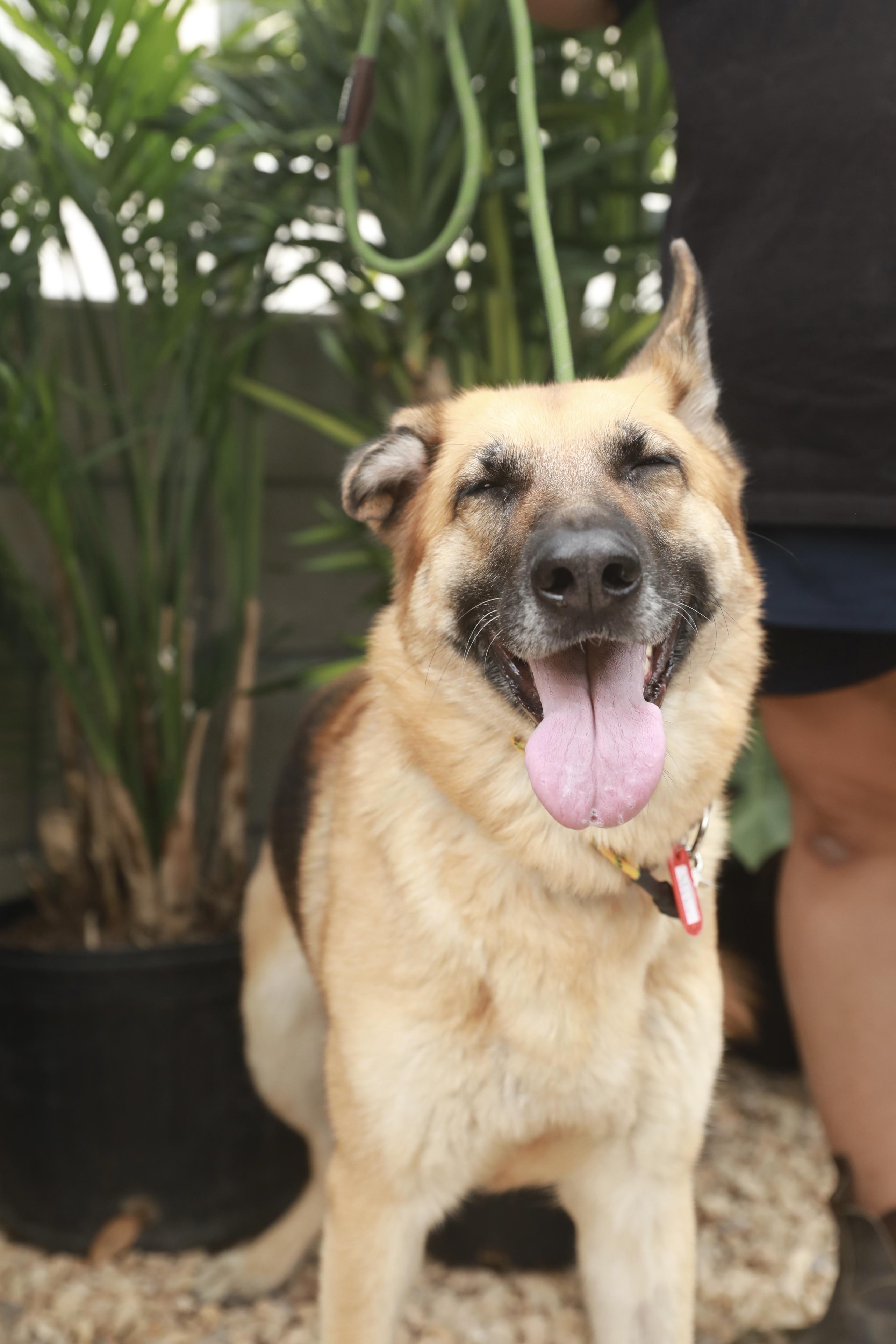 Enlarge Frida, a Adoptable German Shepherd Dog in Los Angeles, CA image 2/6