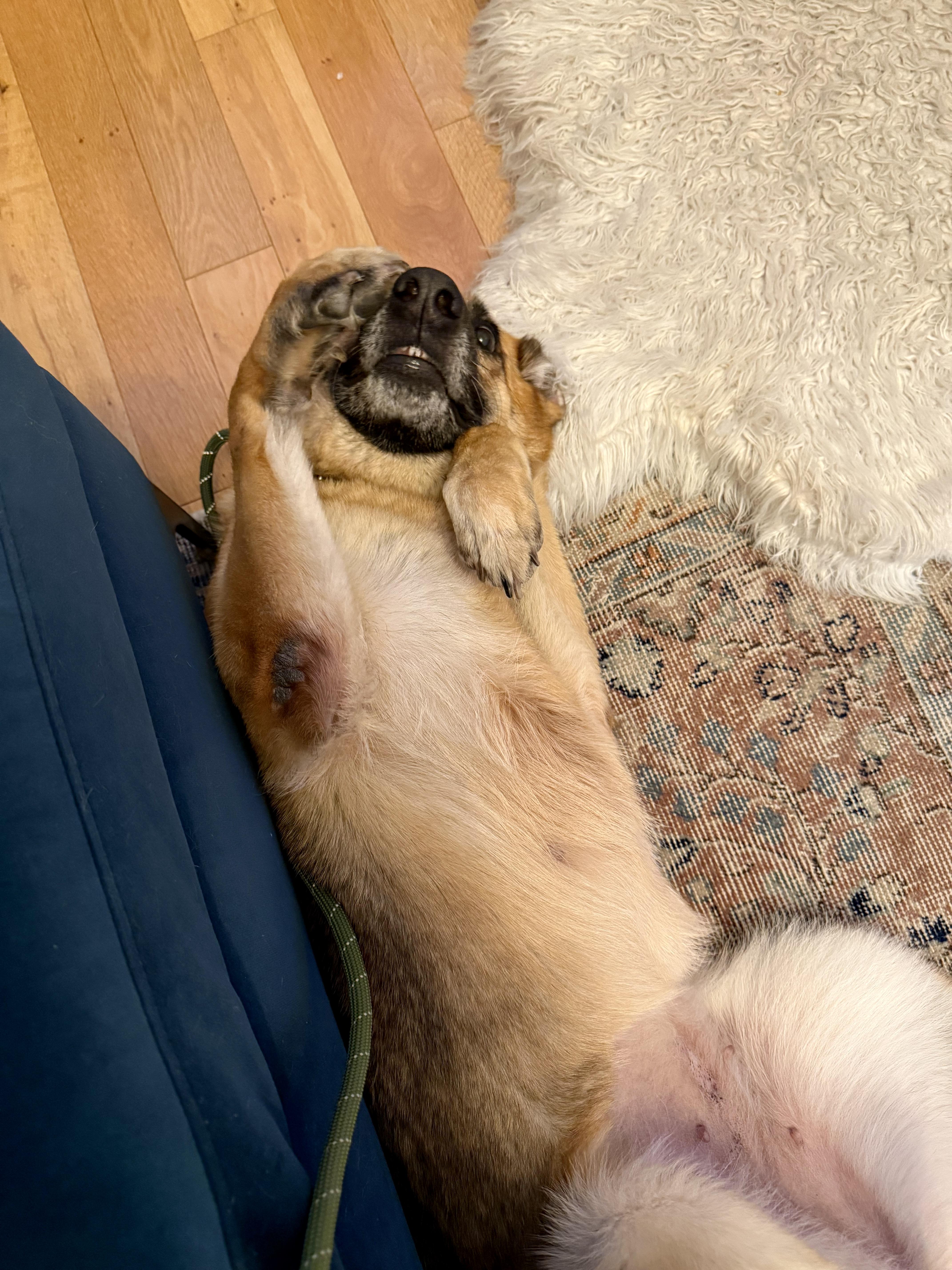 Enlarge Frida, a Adoptable German Shepherd Dog in Los Angeles, CA image 3/6