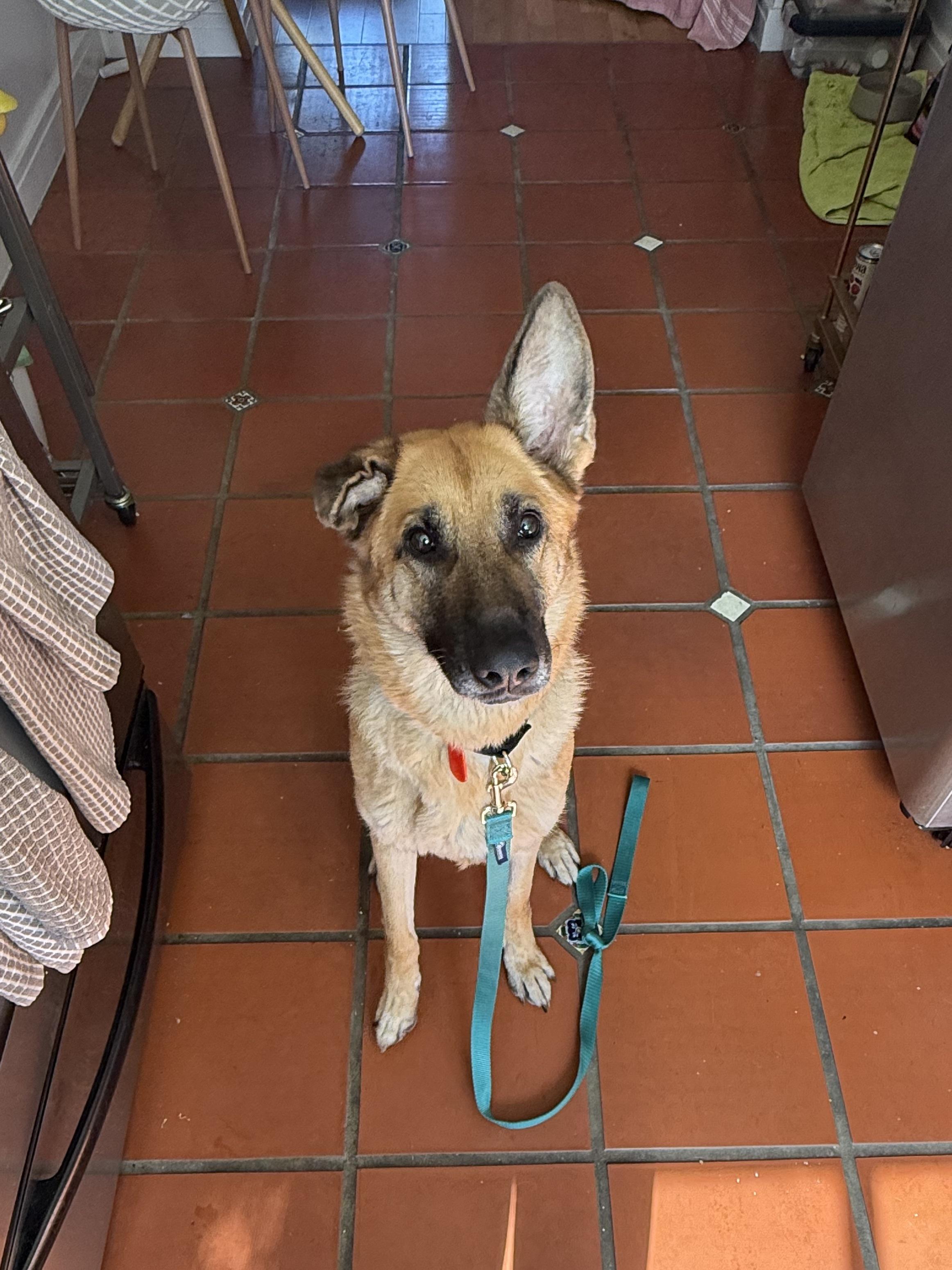 Enlarge Frida, a Adoptable German Shepherd Dog in Los Angeles, CA image 5/6