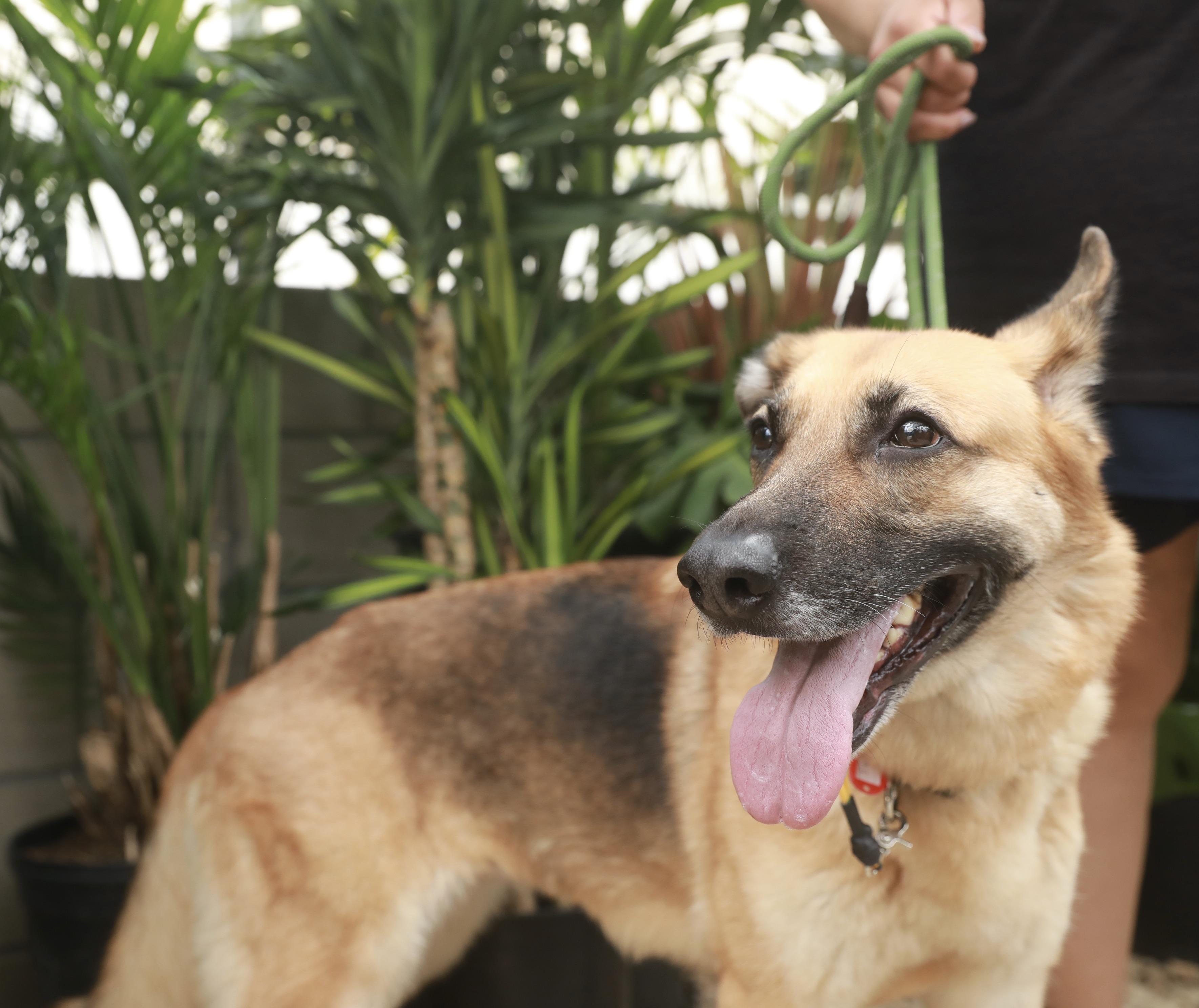 Enlarge Frida, a Adoptable German Shepherd Dog in Los Angeles, CA image 4/6