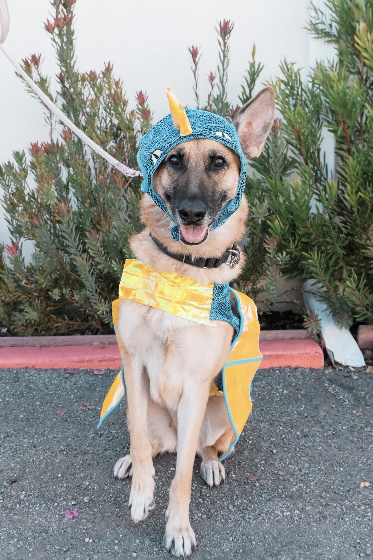 Frida, Adoptable, Adult Female German Shepherd Dog.