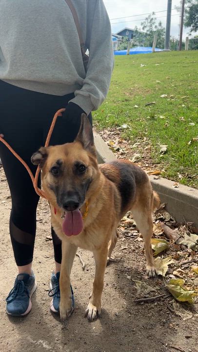 Enlarge Frida, a Adoptable German Shepherd Dog in Los Angeles, CA video 6/6