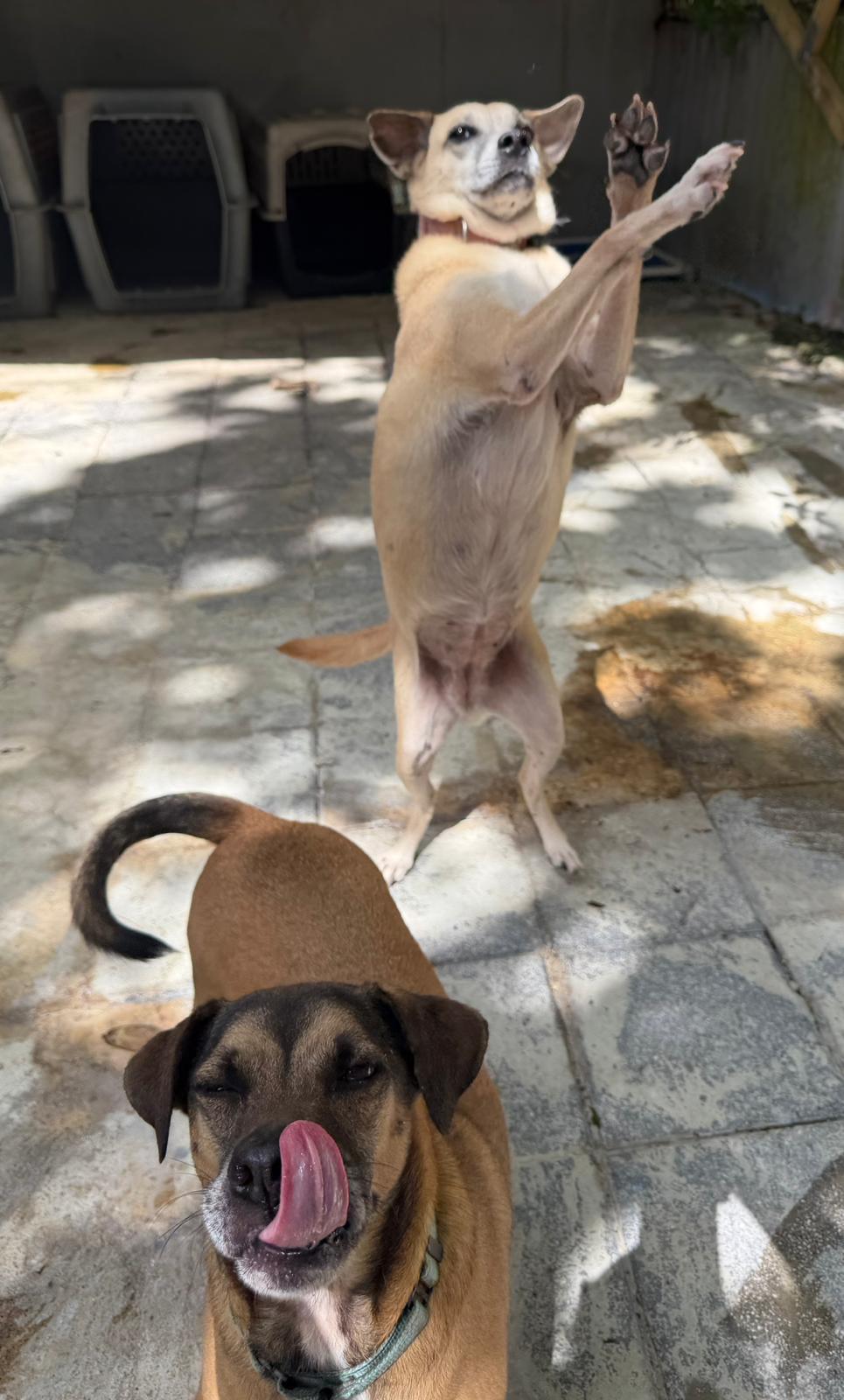 Enlarge Salem & Harlem, a Adoptable mixed breed in New York , NY image 2/6