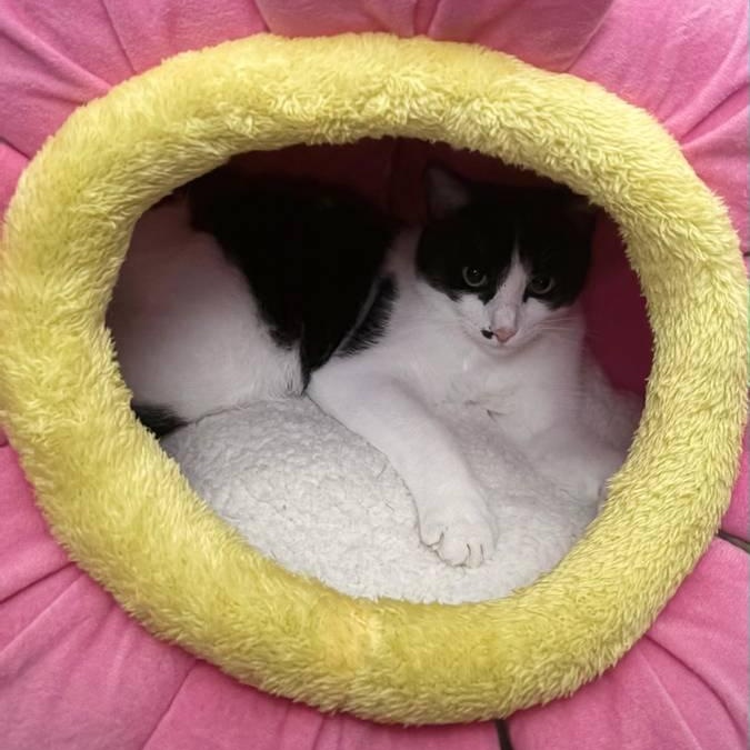 Mabel, a Adoptable mixed breed image 3/4