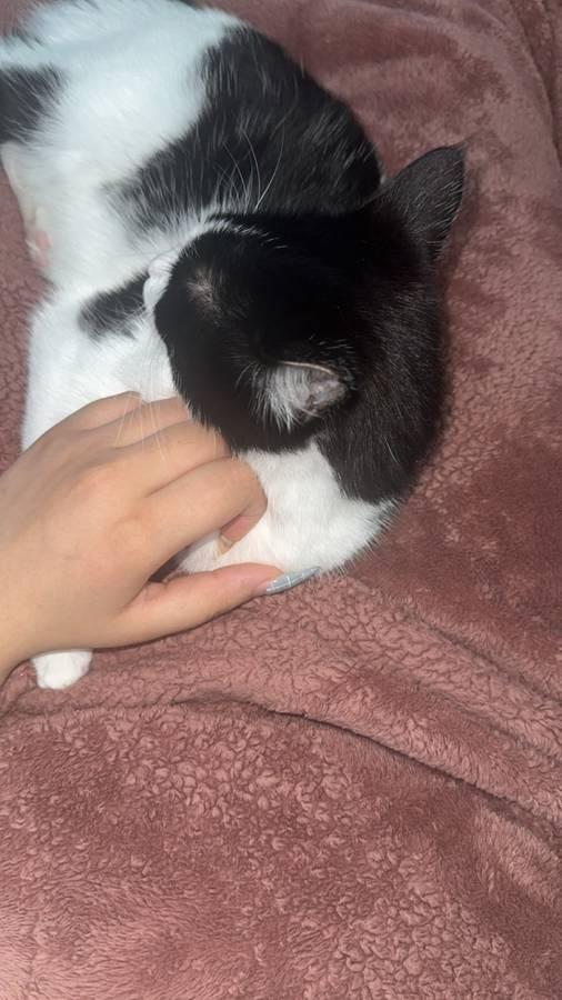 Mabel, a Adoptable mixed breed image 4/4