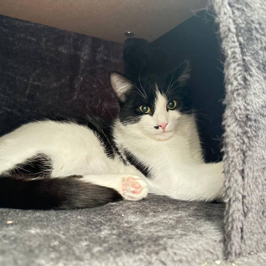 Mabel, Adoptable, Young Female American Shorthair & Domestic Short Hair.