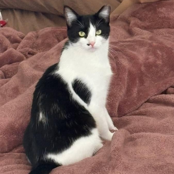 Mabel, a Adoptable mixed breed image 2/4