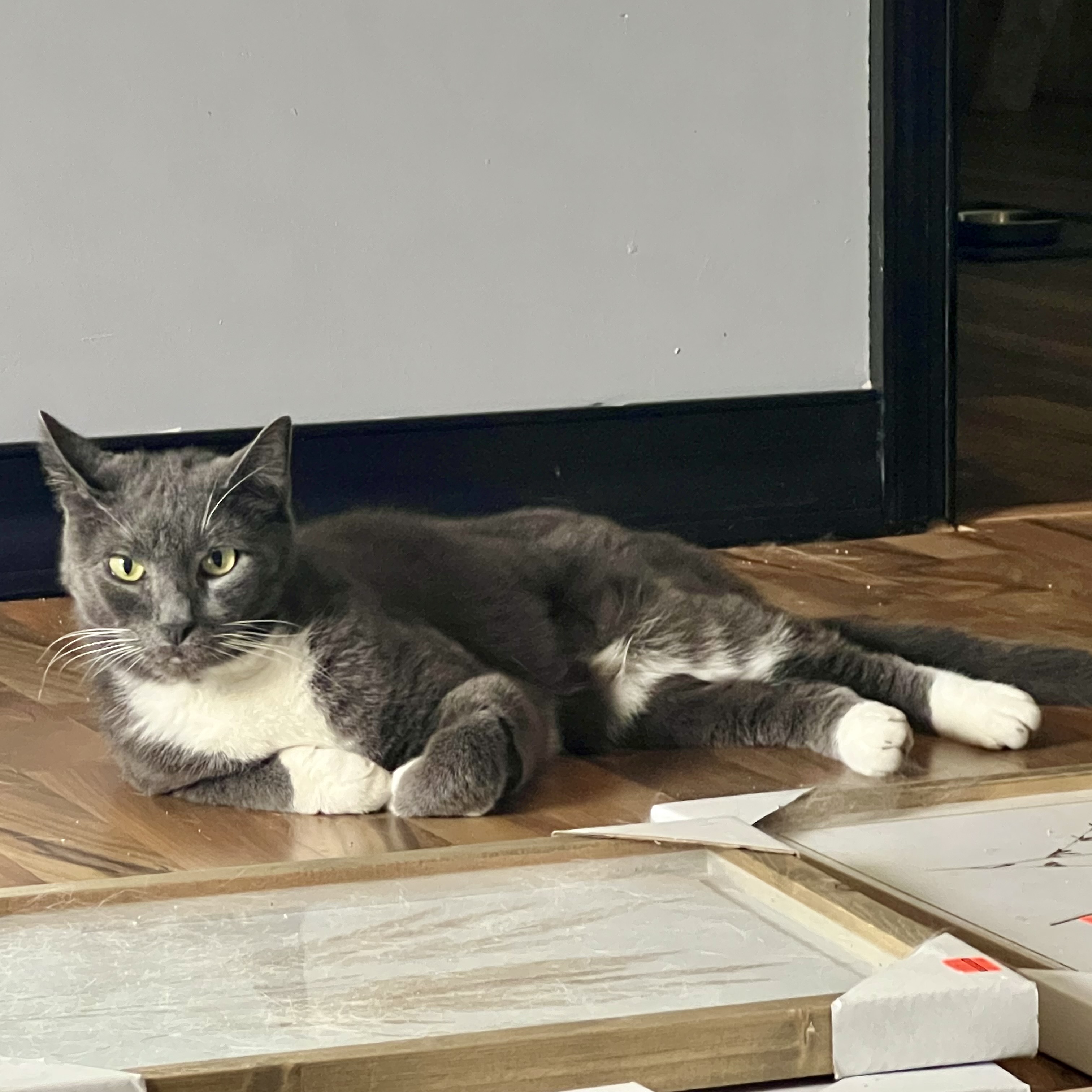 Drexel, Adoptable, Adult Female Domestic Short Hair.