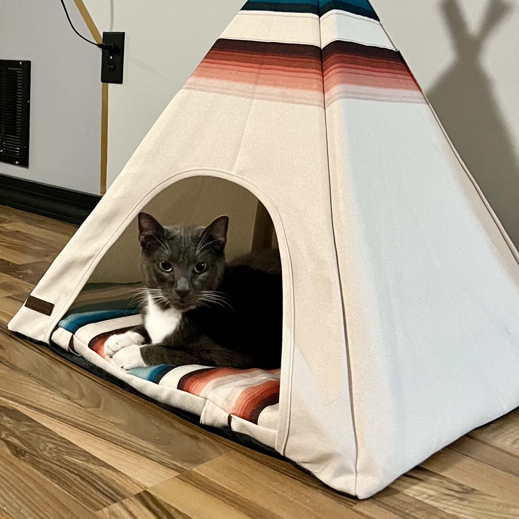 Enlarge Drexel, a Adoptable Domestic Short Hair in Perrineville, NJ image 2/2