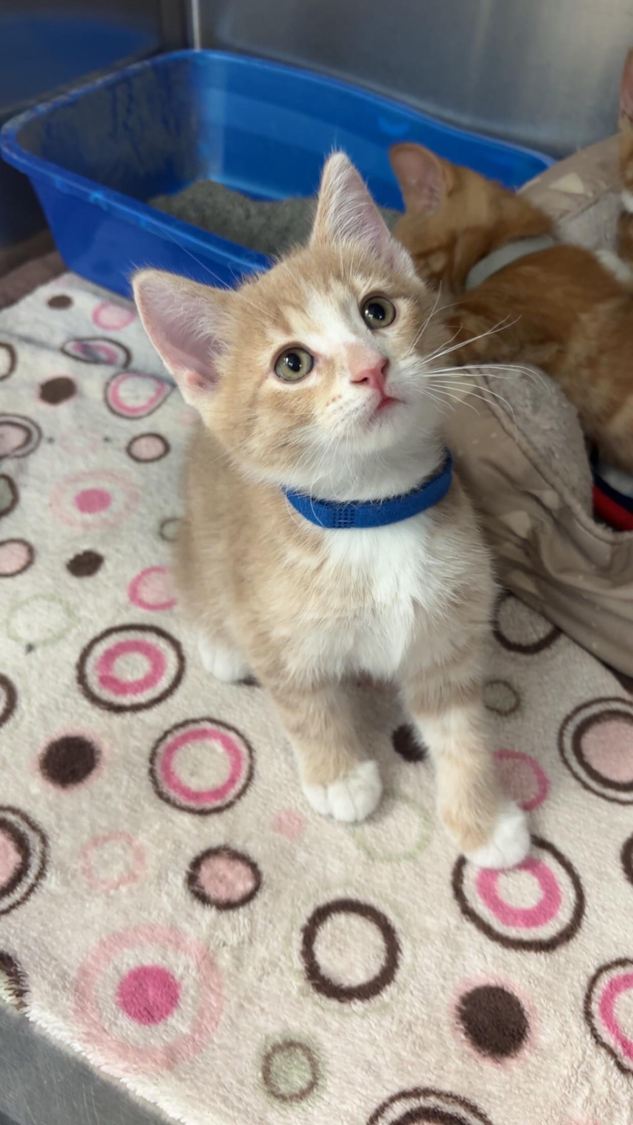 Otter, ADOPTABLE, Kitten Male Domestic Short Hair.