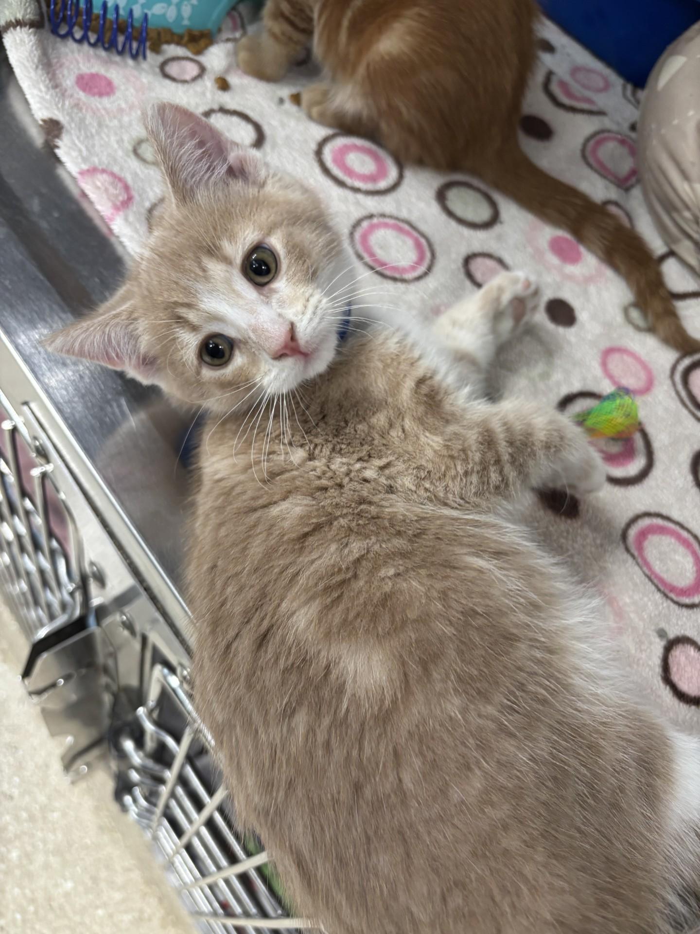 Otter, a ADOPTABLE Domestic Short Hair in Yorkville, IL image 2/2