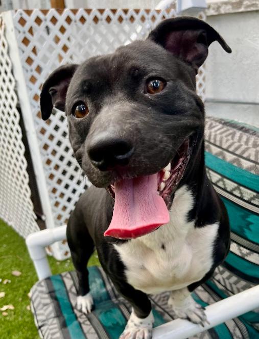 Enlarge Dudley, a Adoptable mixed breed in Palm Harbor, FL image 5/6