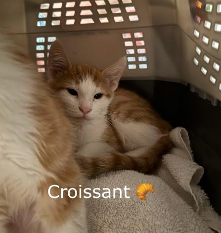 Biscuit + Croissant (kitten pair), an adopted Domestic Short Hair in Everett, WA image 2/3