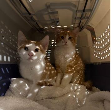 Biscuit + Croissant (kitten pair), an adopted Domestic Short Hair in Everett, WA image 1/3