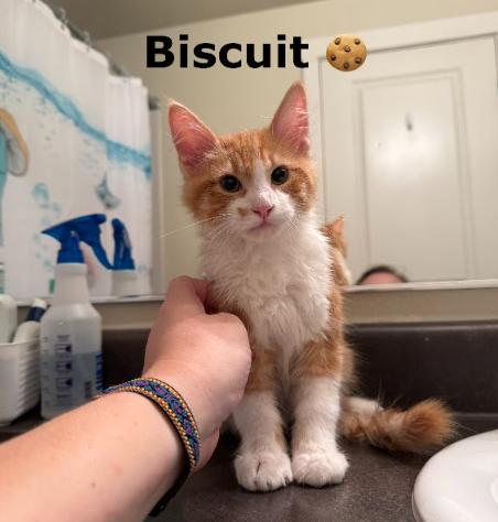 Biscuit + Croissant (kitten pair), an adopted Domestic Short Hair in Everett, WA image 3/3