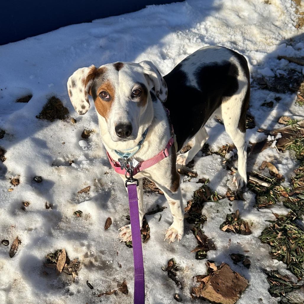 Luna, a Adoptable mixed breed in Falls Church, VA image 1/6